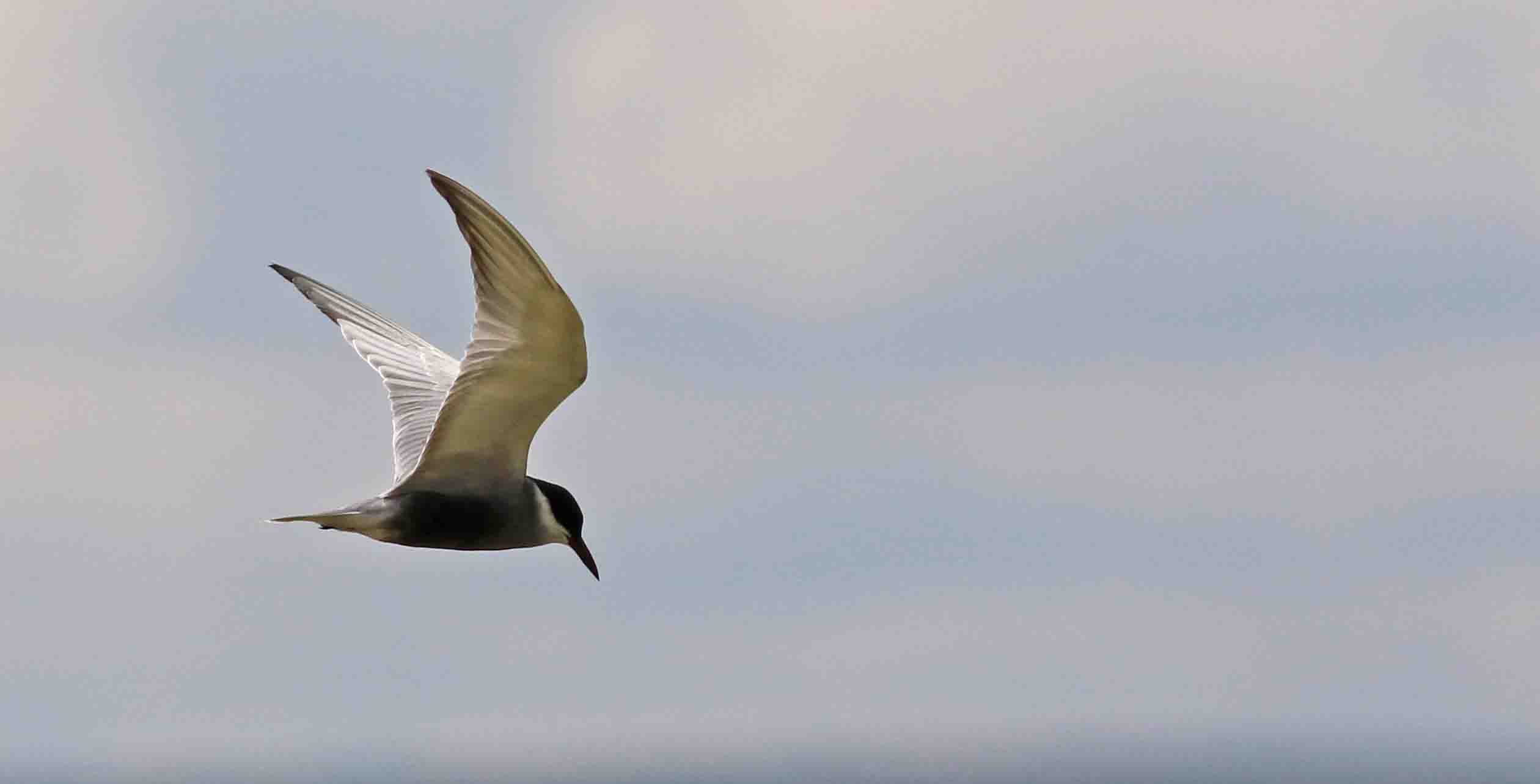 Gull-billed Tern